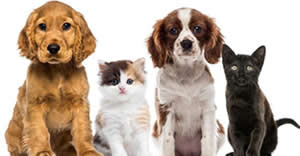Ofertas Veterinario campaa de cirugia