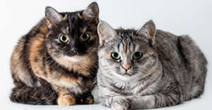 Ofertas Veterinario esterilizar gata