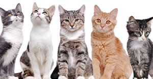 Ofertas Veterinario esterilizar gato