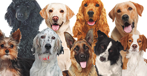 Ofertas Veterinario esterilizar perro